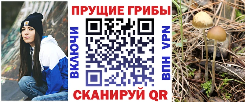 Галлюциногенные грибы Psilocybine cubensis  Новохопёрск 